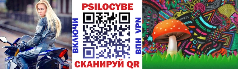 купить  цена  Высоковск  Псилоцибиновые грибы Cubensis 